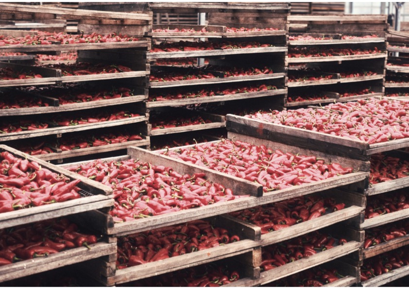 Productrice Piment d'Espelette